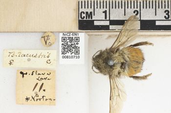 Media type: image;   Entomology 810710 Aspect: labels